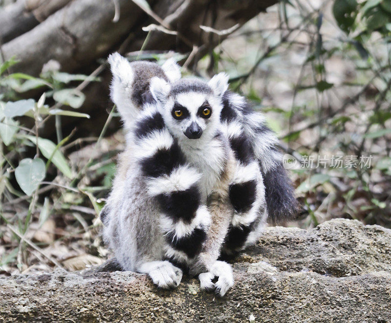 Two wild Ring-tailed Lemurs, with entwined tails